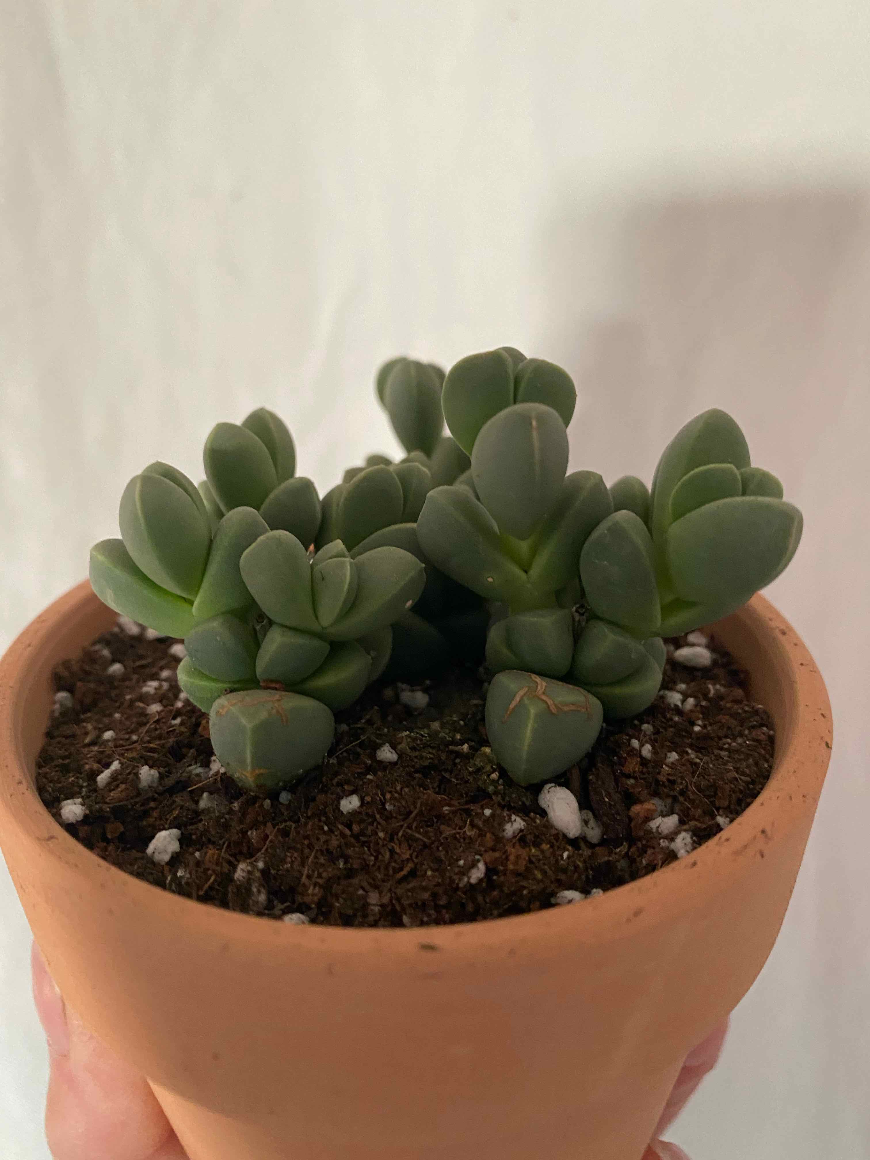Healthy Lampranthus succulent in a terracotta pot with visible soil and perlite.