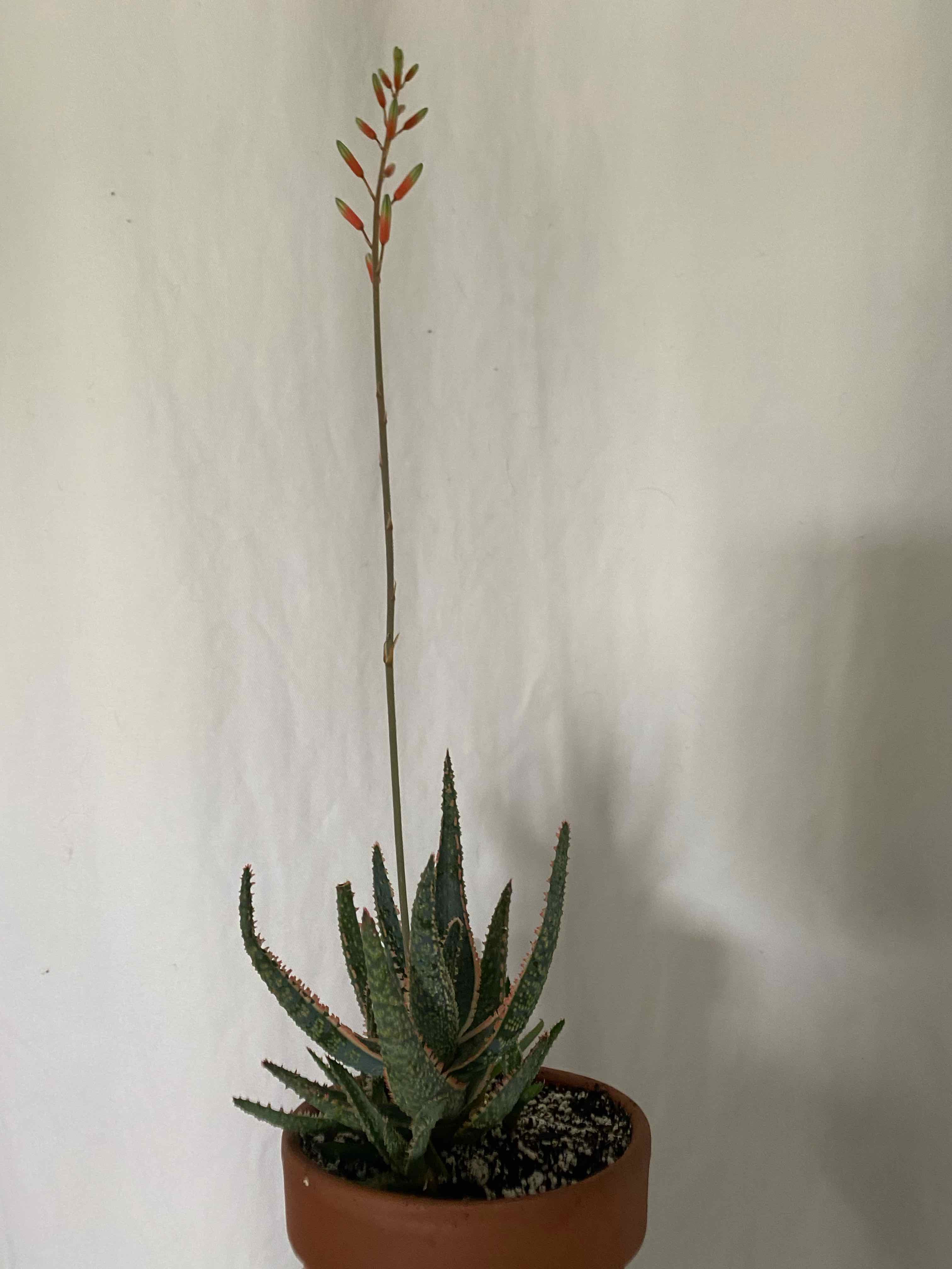 Aloe 'Purple Haze' plant in a pot with a tall flowering stalk.