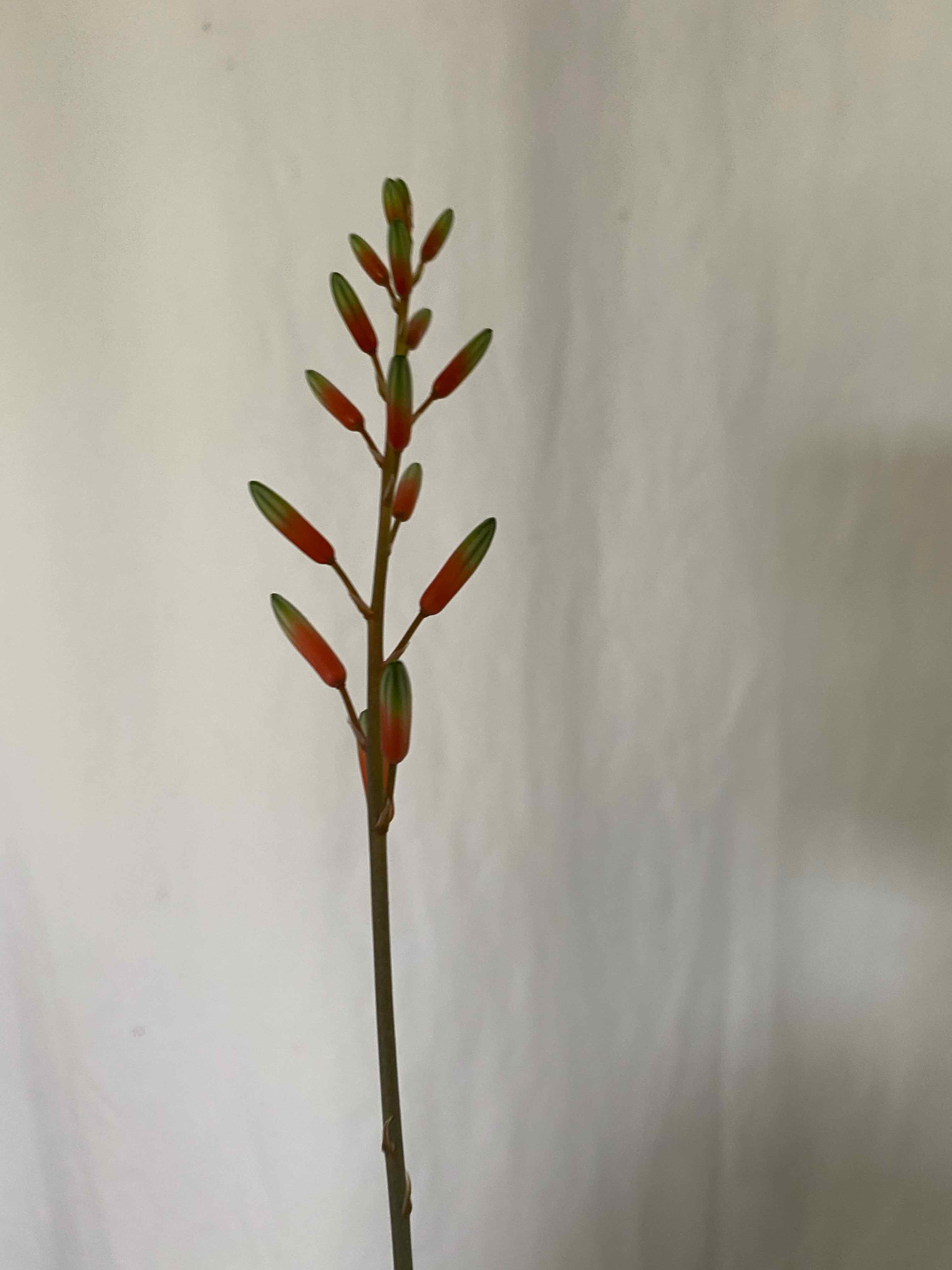 Single stem of Aloe 'Purple Haze' with multiple buds, no visible discoloration.