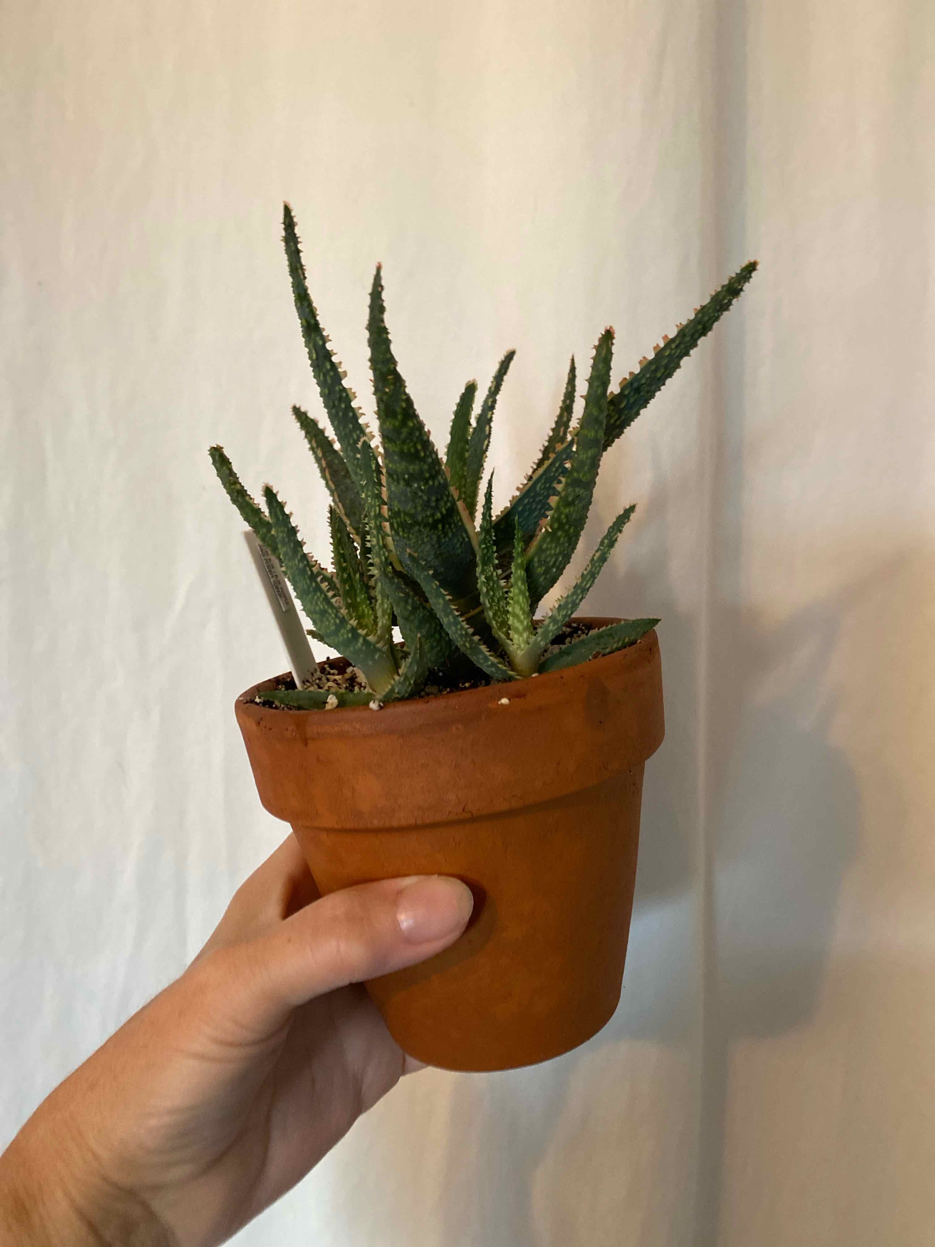 A healthy Aloe 'Purple Haze' plant in a terracotta pot, held by a hand.