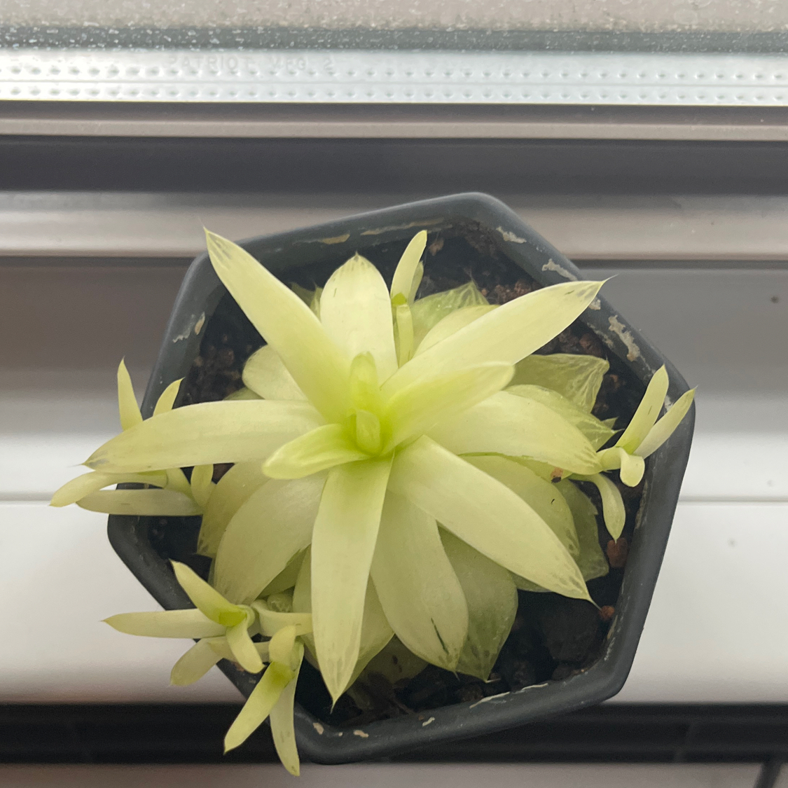 Photo of the plant species Variegated Haworthia Cooperi by @megaloid named Nyktos on Greg, the plant care app