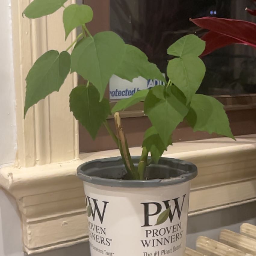 Photo of the plant species Crimsoneyed Rosemallow by @megaloid named Peter Parker on Greg, the plant care app