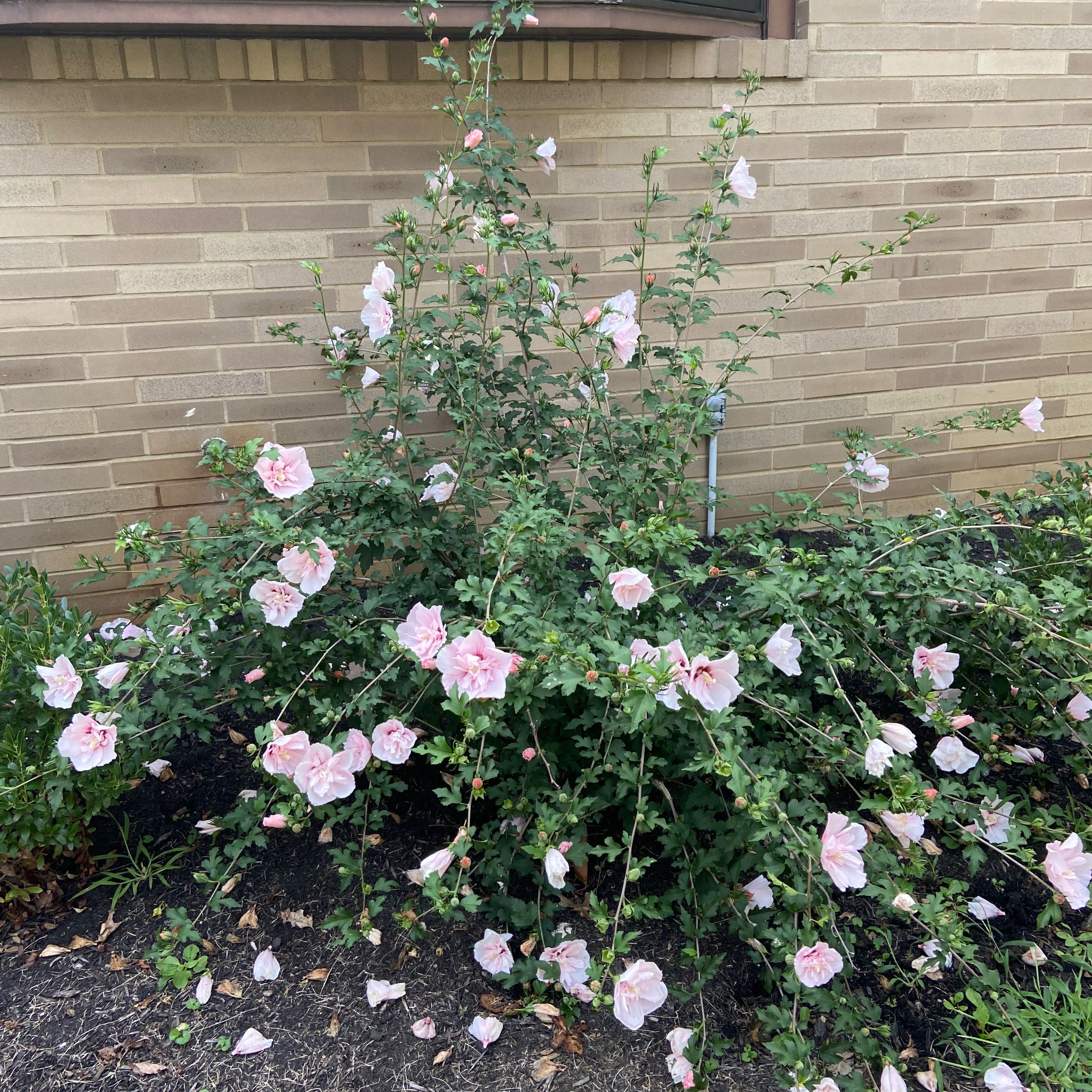 Korean Hibiscus plant with light pink flowers growing against a brick wall.