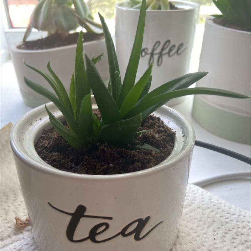 Alworthia 'Black Gem' plant in a white pot labeled 'tea', healthy and well-cared for.