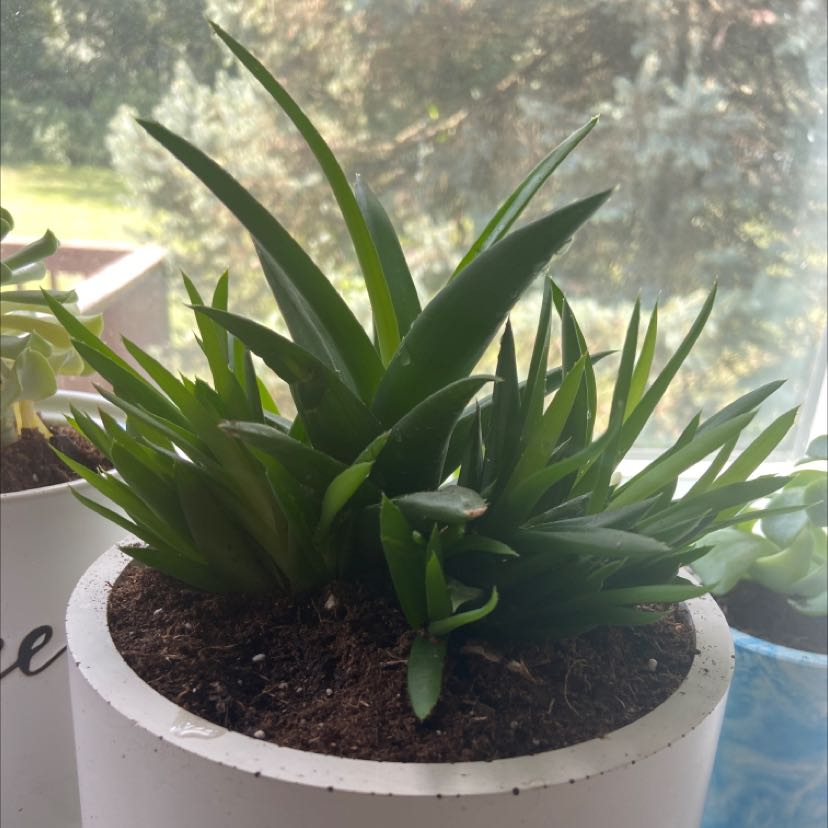 Alworthia 'Black Gem' plant in a white pot with visible soil, well-framed and in focus.