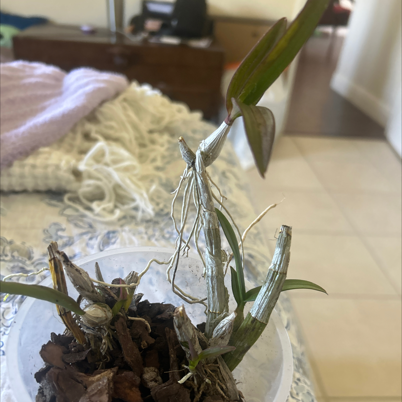 Photo of the plant species Oncidium 'Lemon Heart' by @EnhancedCanna named Marley yes on Greg, the plant care app