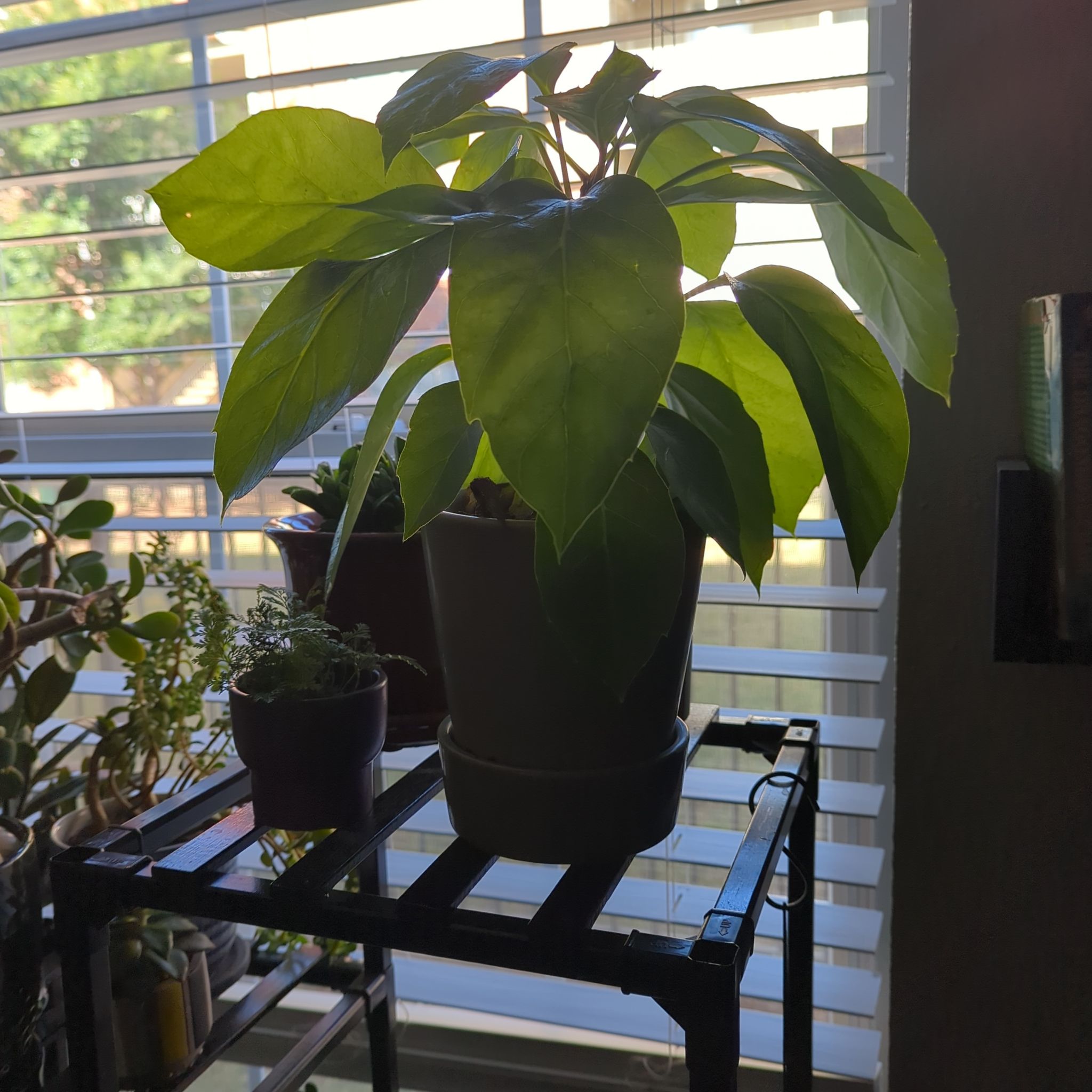 Potted Alpine Schefflera plant on a stand near a window with blinds, surrounded by other plants.
