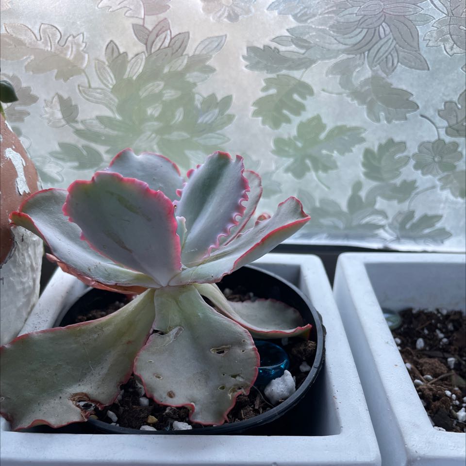 Echeveria Gibbiflora succulent in a pot near a window with patterned glass.