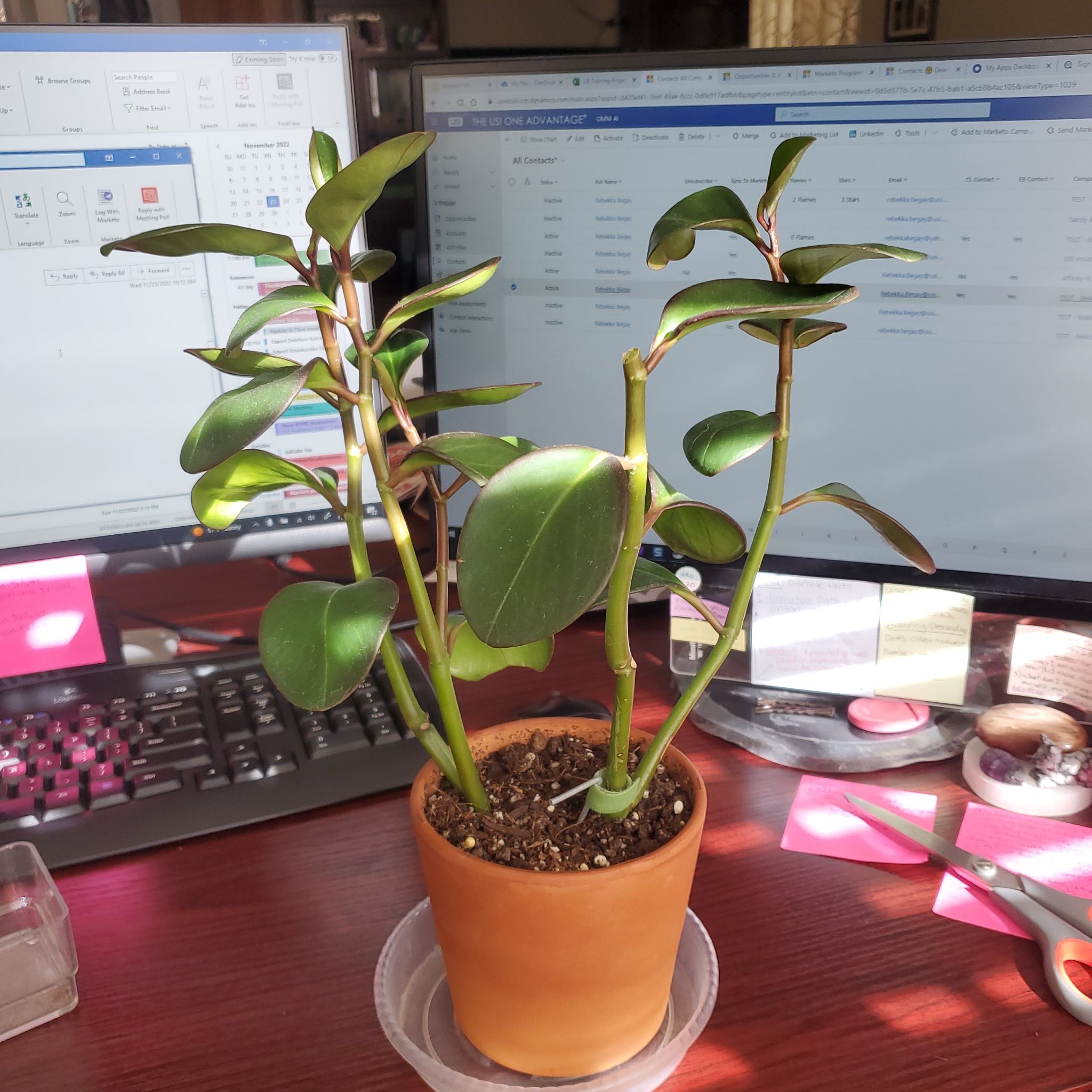 Peperomia Red Edge plant in a terracotta pot on a desk with computer screens in the background.