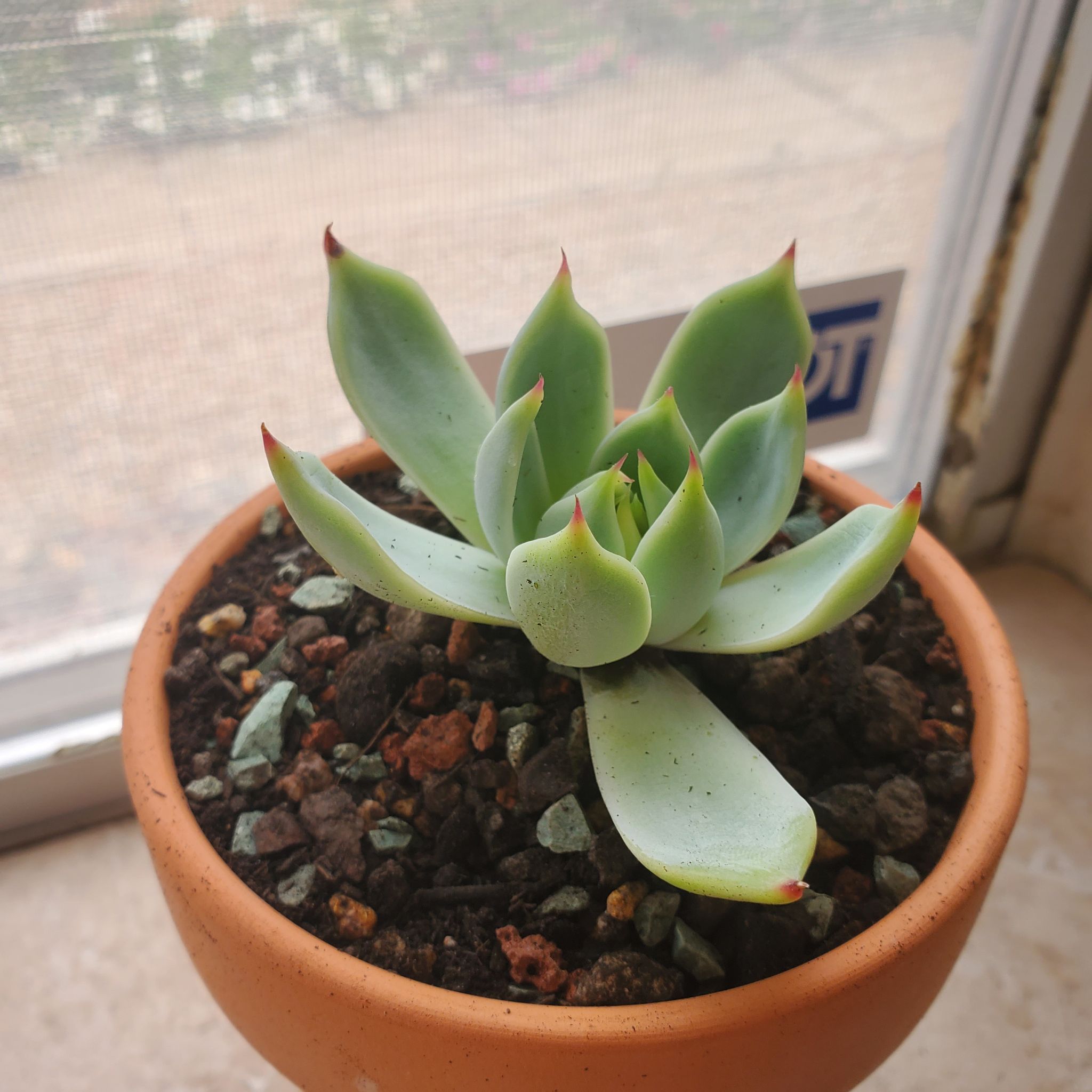 Echeveria colorata plant in a terracotta pot with well-draining soil and red-tipped leaves.