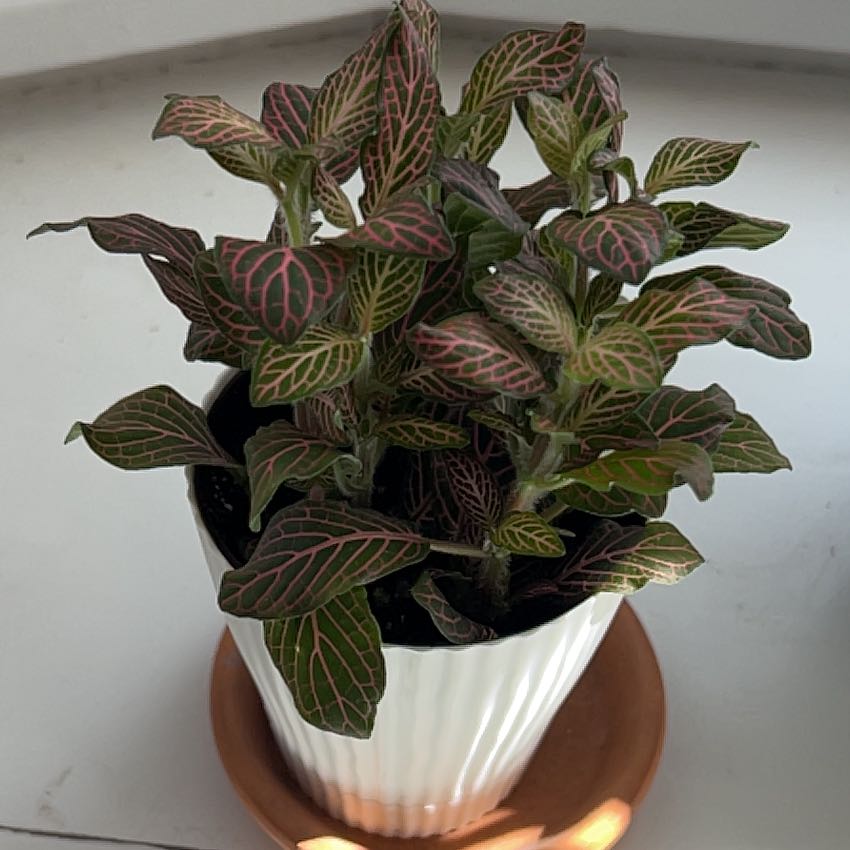 Photo of the plant species Pink Angel Fittonia by @HelperGerbera named Angie on Greg, the plant care app