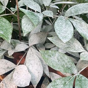 Photo of the plant species Cassava by Kate named Pax on Greg, the plant care app