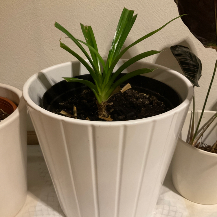 A healthy Pandan plant in a white pot with visible soil and green leaves.