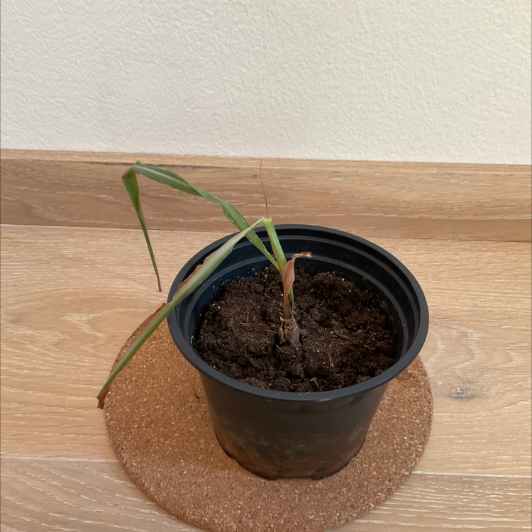 Potted Lemon Grass plant with some browning and wilting leaves.