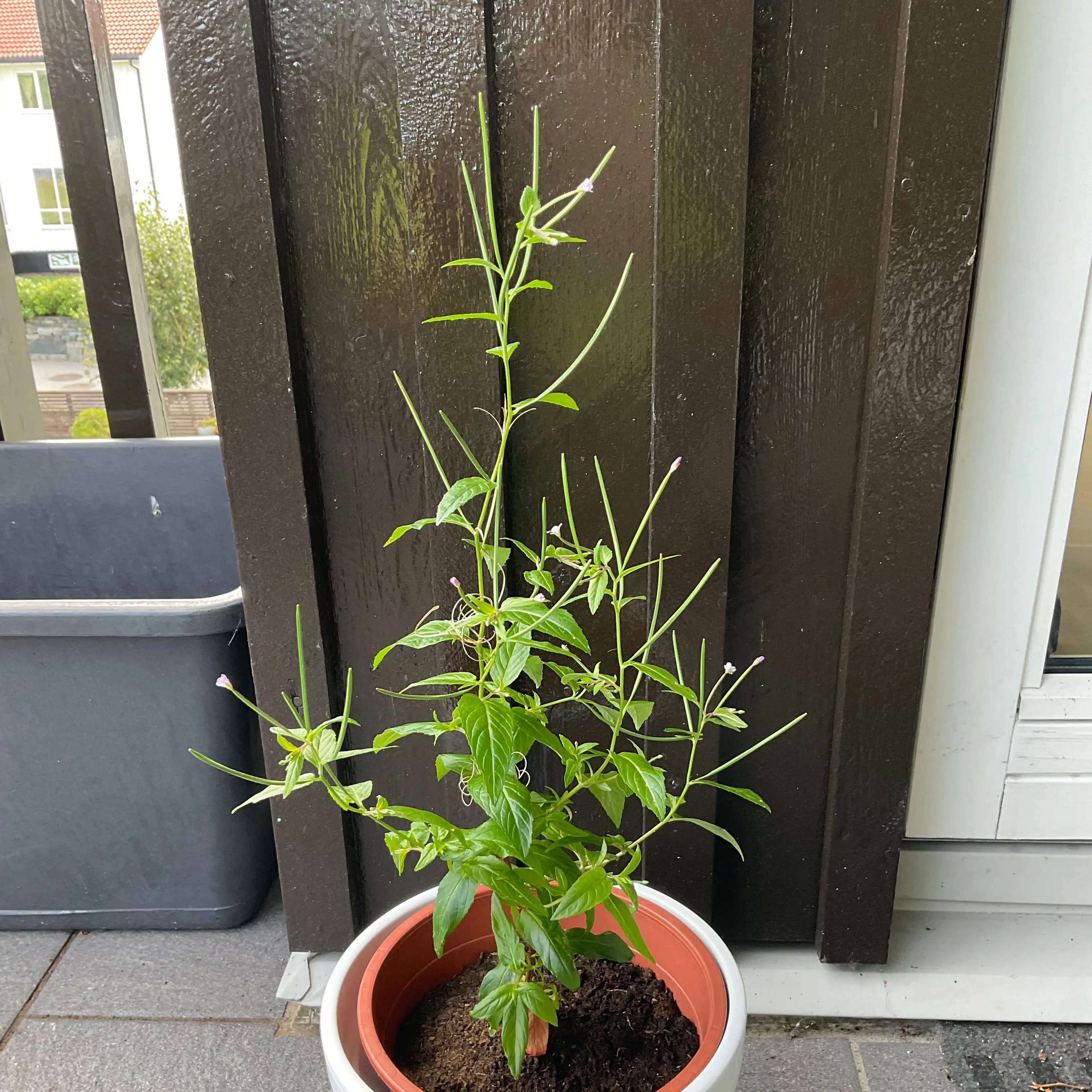Potted Northern Willowherb plant on a balcony with green leaves and no visible signs of disease.