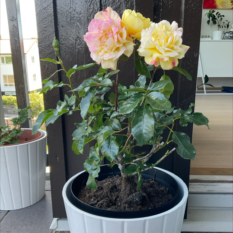 Photo of the plant species Rosa 'Lampion' by @GivingOlneya named Lampion rose on Greg, the plant care app