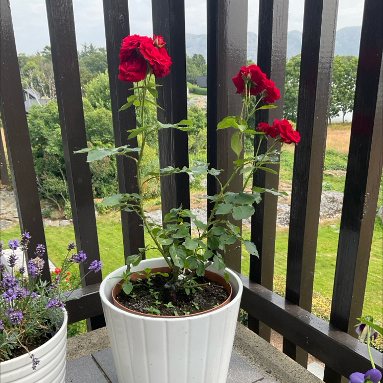 Photo of the plant species Rose Minha by @GivingOlneya named Rose Minha on Greg, the plant care app