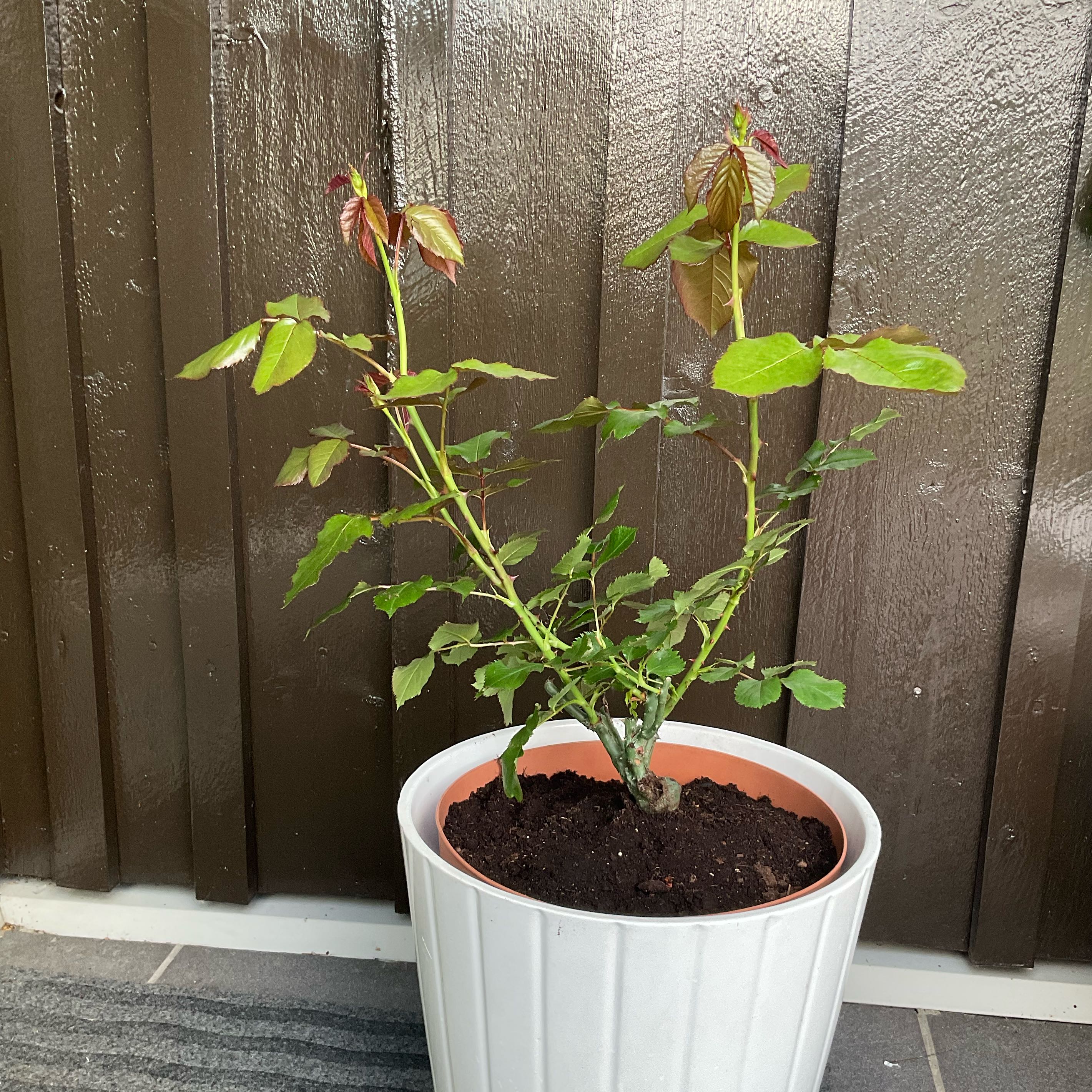 Photo of the plant species Rose Minha by @GivingOlneya named Rose Minha on Greg, the plant care app
