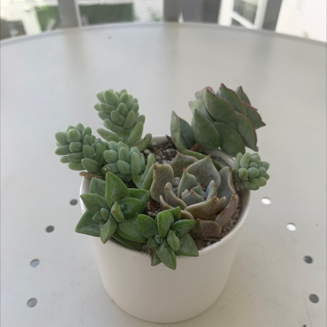 Potted Pale Stonecrop succulent plant with green, plump leaves, indicating good health.