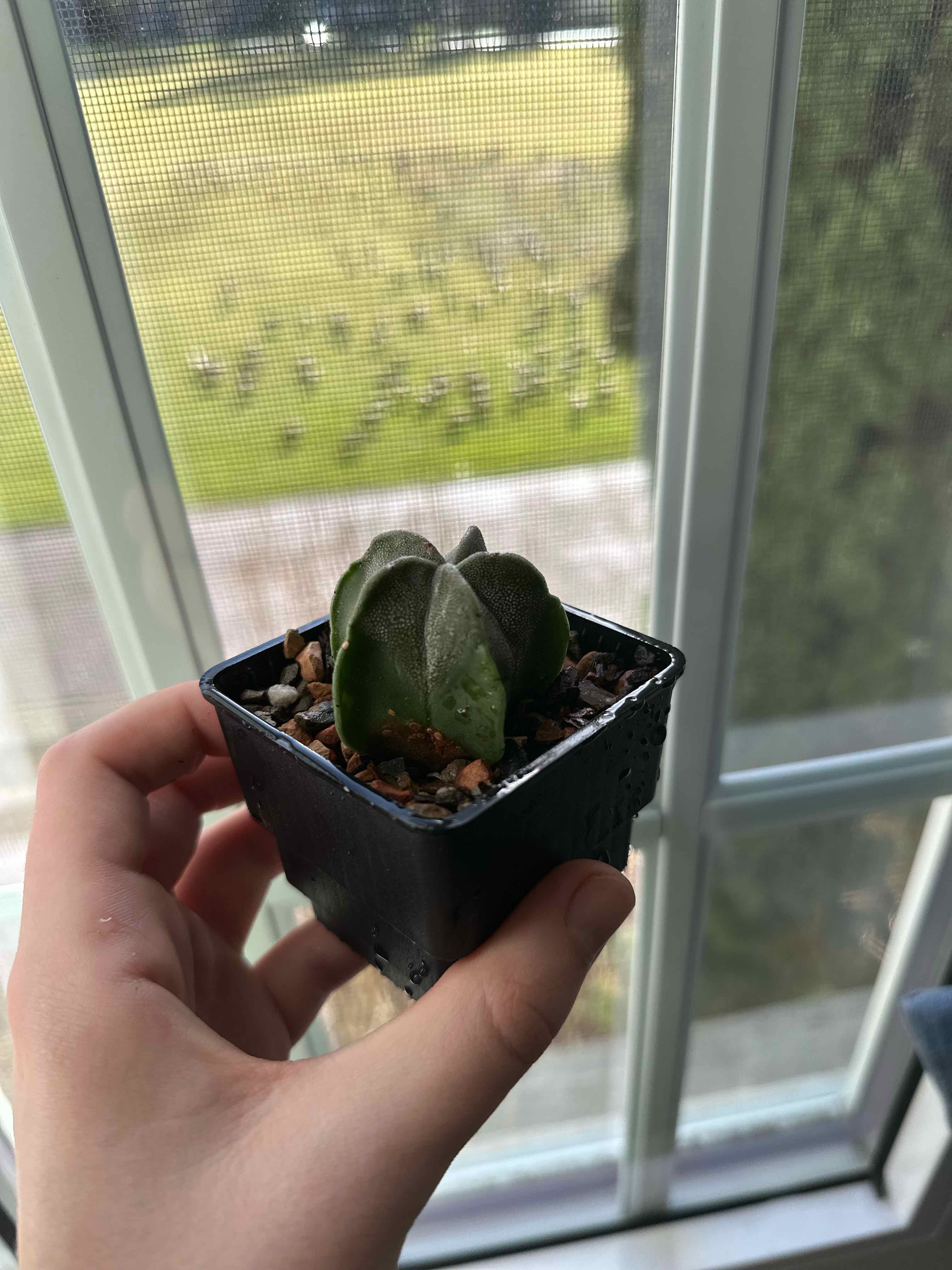A healthy Bishop's Cap Cactus in a black pot, held by a hand near a window.