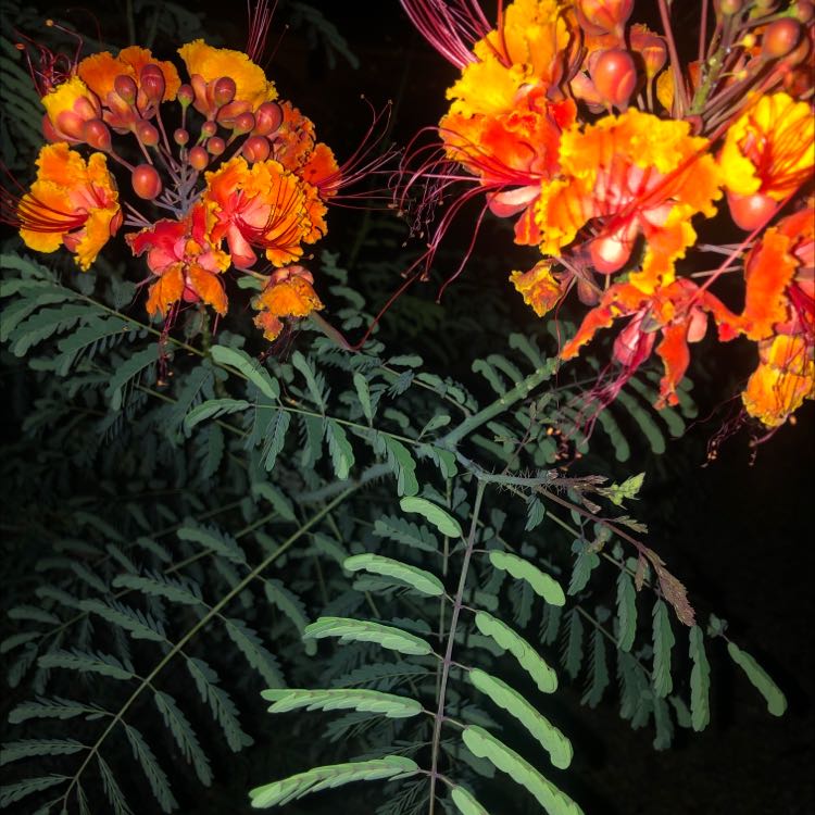 Dwarf Poinciana plant with vibrant orange and yellow flowers and healthy green leaves.