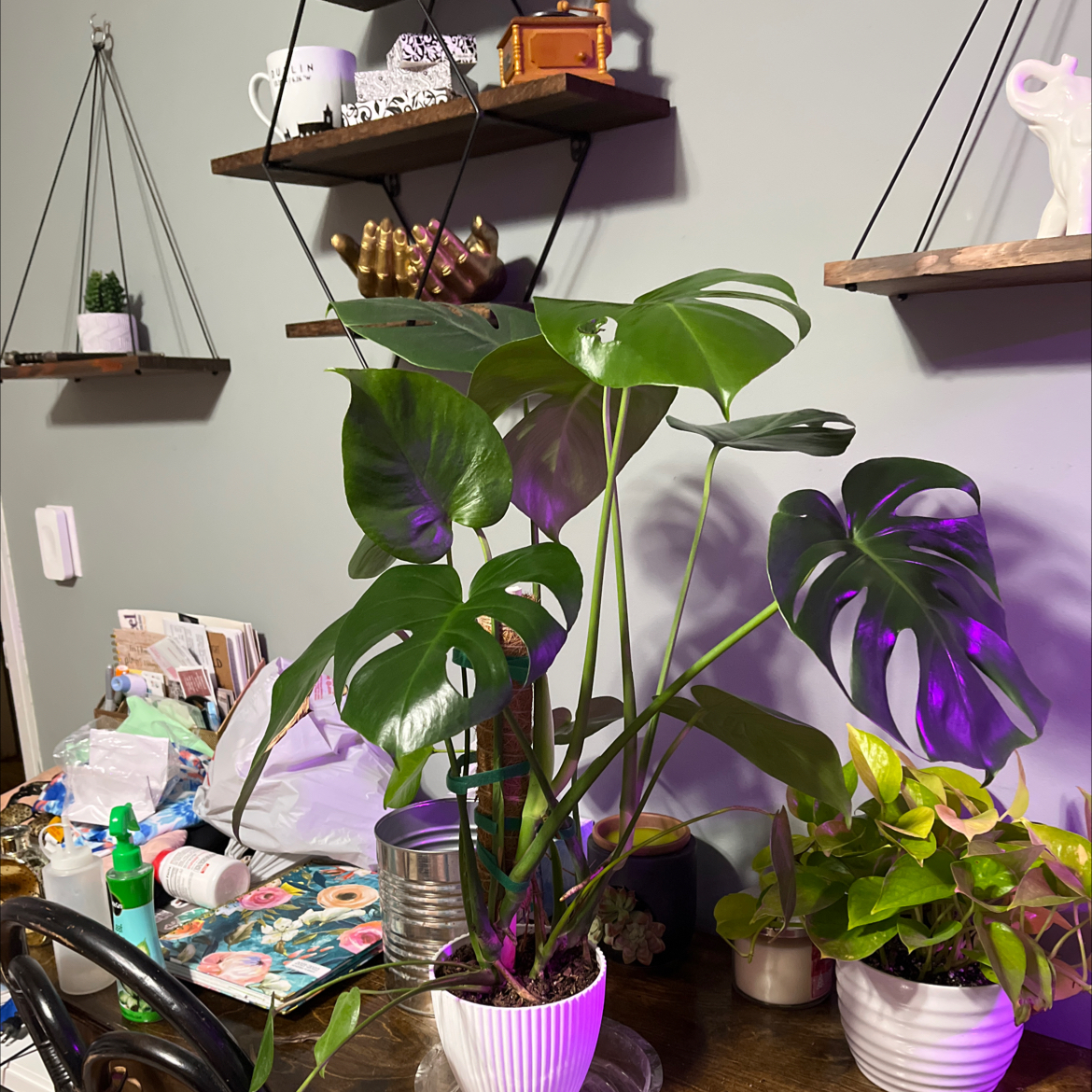 Monstera plant photo by @Kk1990 named Nemo on Greg, the plant care app.
