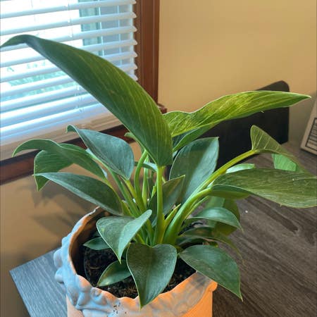 Photo of the plant species Air Purifier by Bigplantdad named Forrest on Greg, the plant care app