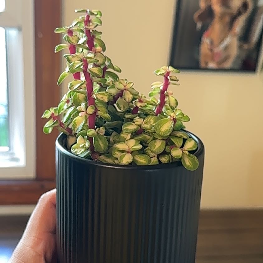 Photo of the plant species elephant bush by @bigplantdad named Sol on Greg, the plant care app
