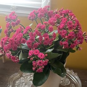 Photo of the plant species Calandiva by @bigplantdad named Dolores on Greg, the plant care app