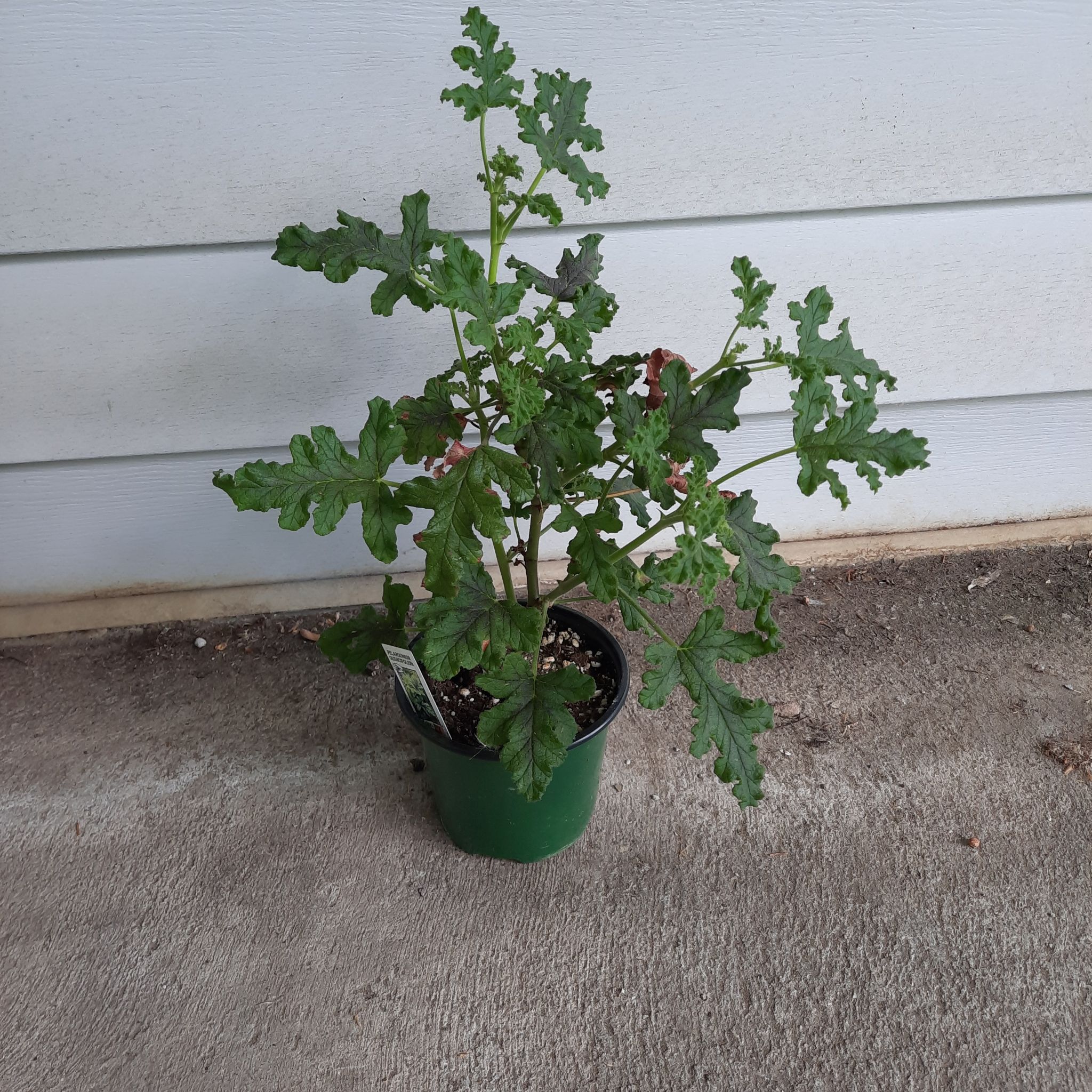 Photo of the plant species Almond Scented Geranium by @FancierRamshorn named Pax on Greg, the plant care app