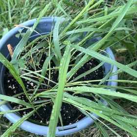 Photo of the plant species Sweetgrass by @Opalinemoonbeam named Achilles on Greg, the plant care app