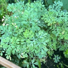 Photo of the plant species Common Rue by @Opalinemoonbeam named Tree Diddy on Greg, the plant care app