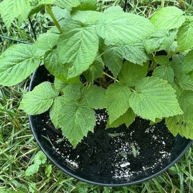 Photo of the plant species European Red Raspberry by @Opalinemoonbeam named Walt on Greg, the plant care app