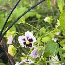 Photo of the plant species Wild Pansy by @Opalinemoonbeam named Peter Parker on Greg, the plant care app