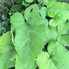 Photo of the plant species Arctium Minus by @Opalinemoonbeam named James Dean on Greg, the plant care app