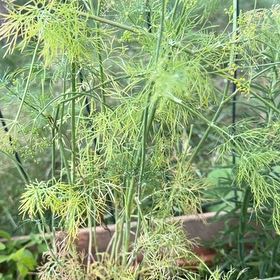 Photo of the plant species Dill by @Opalinemoonbeam named Plato on Greg, the plant care app