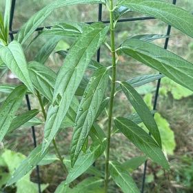 Photo of the plant species Swamp Milkweed by @Opalinemoonbeam named Sanders on Greg, the plant care app