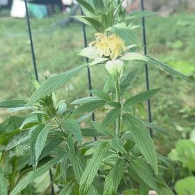 Photo of the plant species Lemon Bergamot by @Opalinemoonbeam named da Vinci on Greg, the plant care app