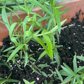 Photo of the plant species Mountain Mint by @Opalinemoonbeam named Nithin on Greg, the plant care app