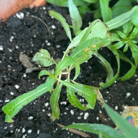 Photo of the plant species fireweed by @Opalinemoonbeam named Prince on Greg, the plant care app