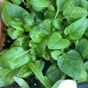 Photo of the plant species Common Selfheal by @Opalinemoonbeam named Queen on Greg, the plant care app
