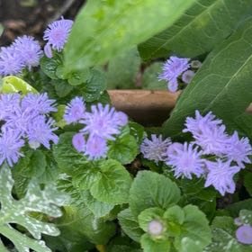 Photo of the plant species Flossflower by @Opalinemoonbeam named Sahara on Greg, the plant care app