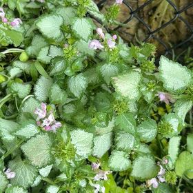 Photo of the plant species Purple Dragon by @Opalinemoonbeam named Bodhi on Greg, the plant care app