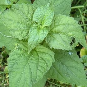 Photo of the plant species Richweed by @Opalinemoonbeam named Michelle Branch on Greg, the plant care app