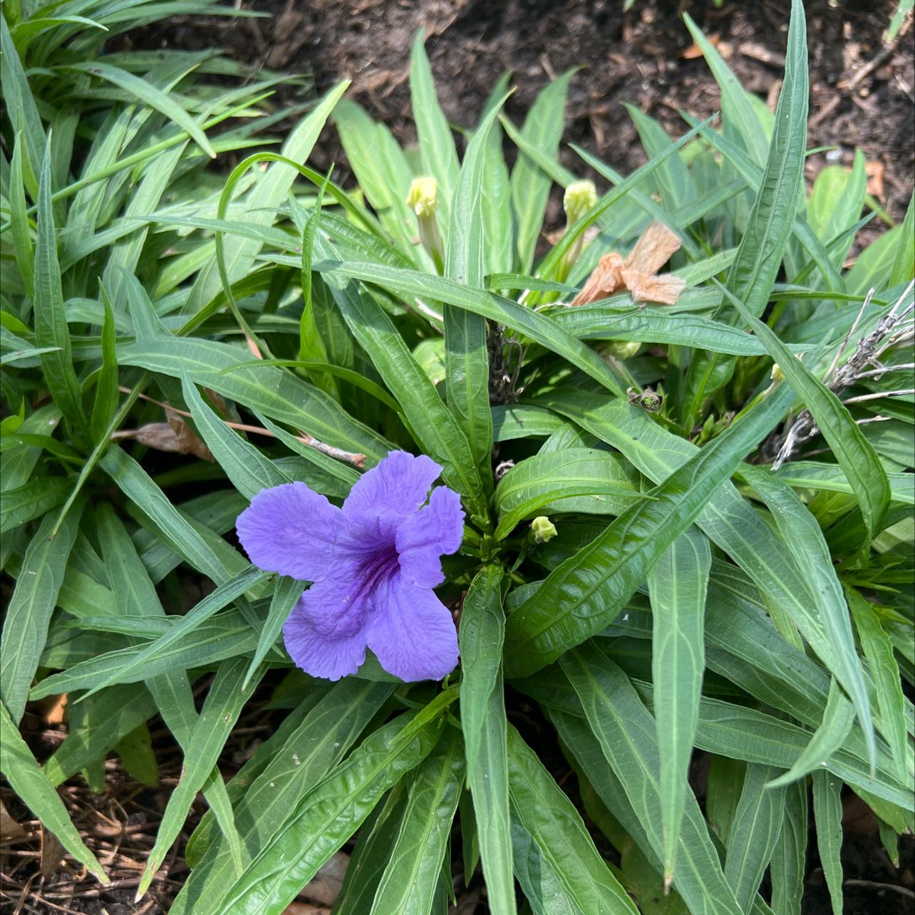 Mexican Bluebell plant with narrow leaves and a single purple flower.