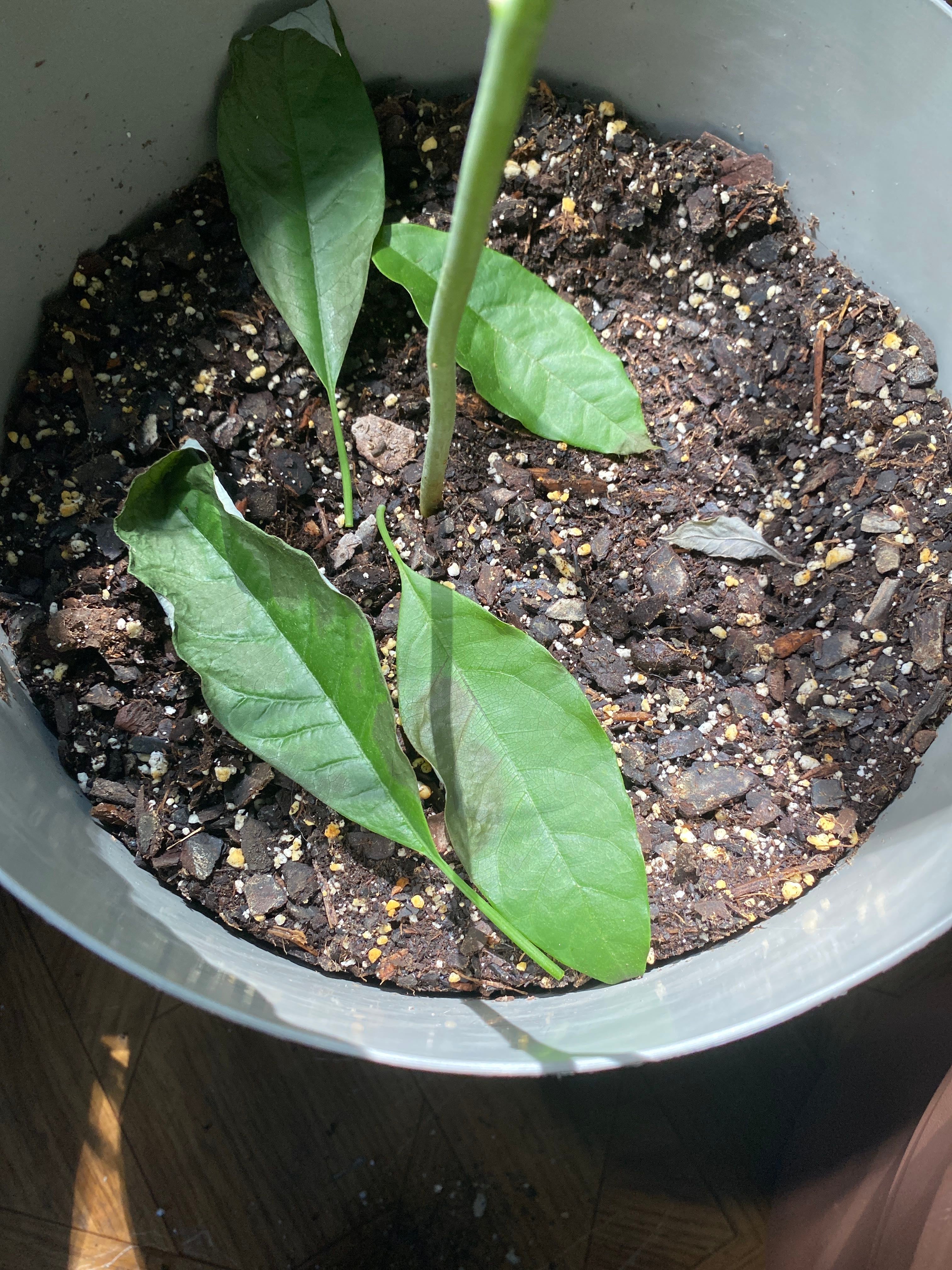 Why are my leaves turning black on my avocado tree..