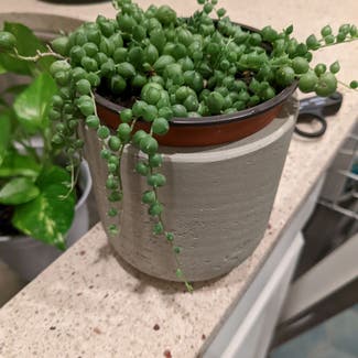 String of Pearls plant in Austin, Texas