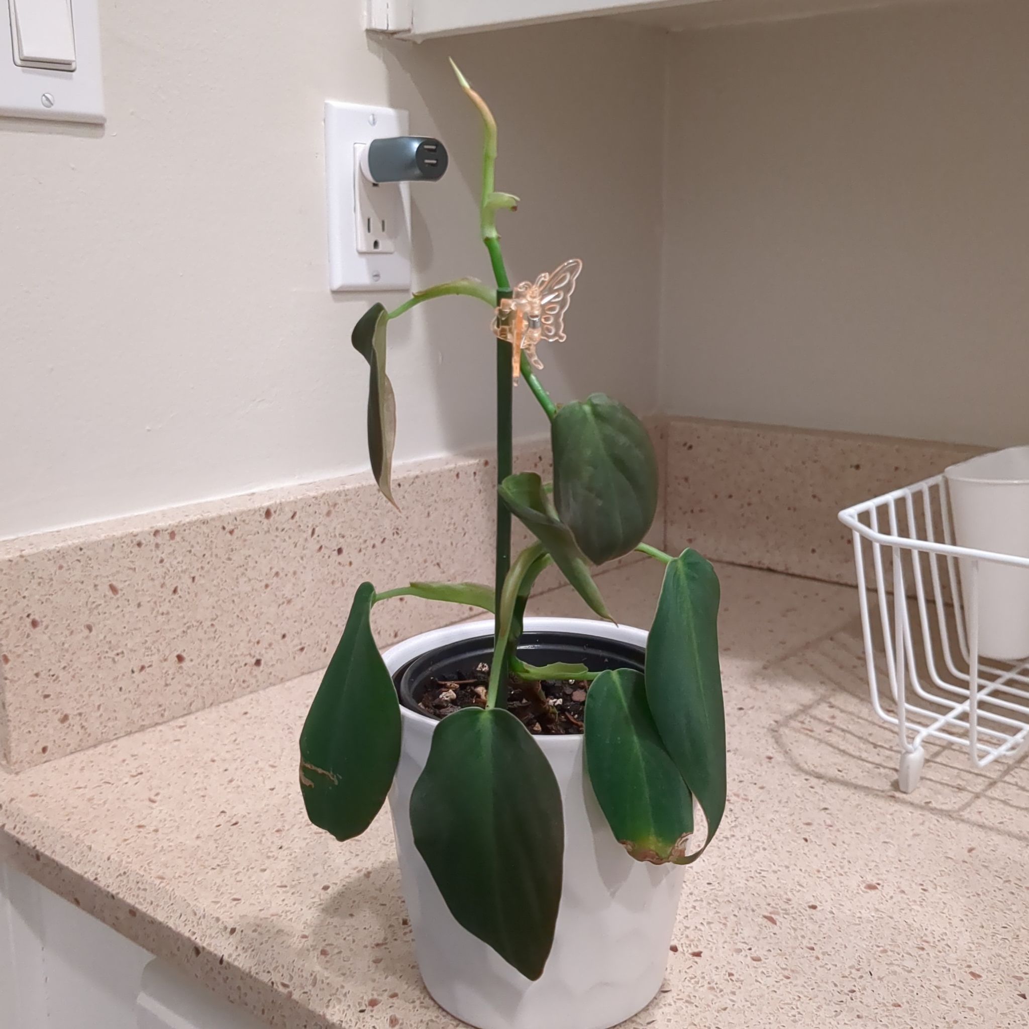 Philodendron gigas plant with drooping leaves and slight browning on edges, placed on a kitchen counter.