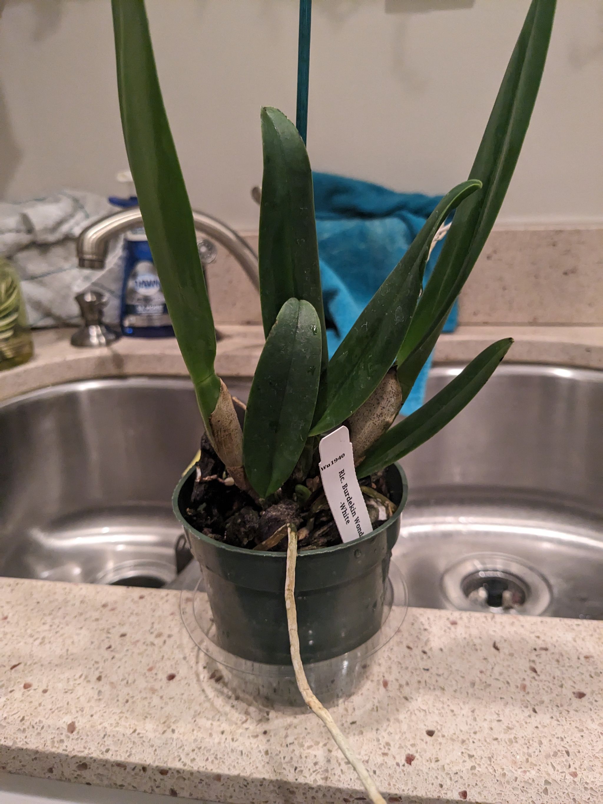 Potted Cattleya Orchid plant near a kitchen sink with visible white root.