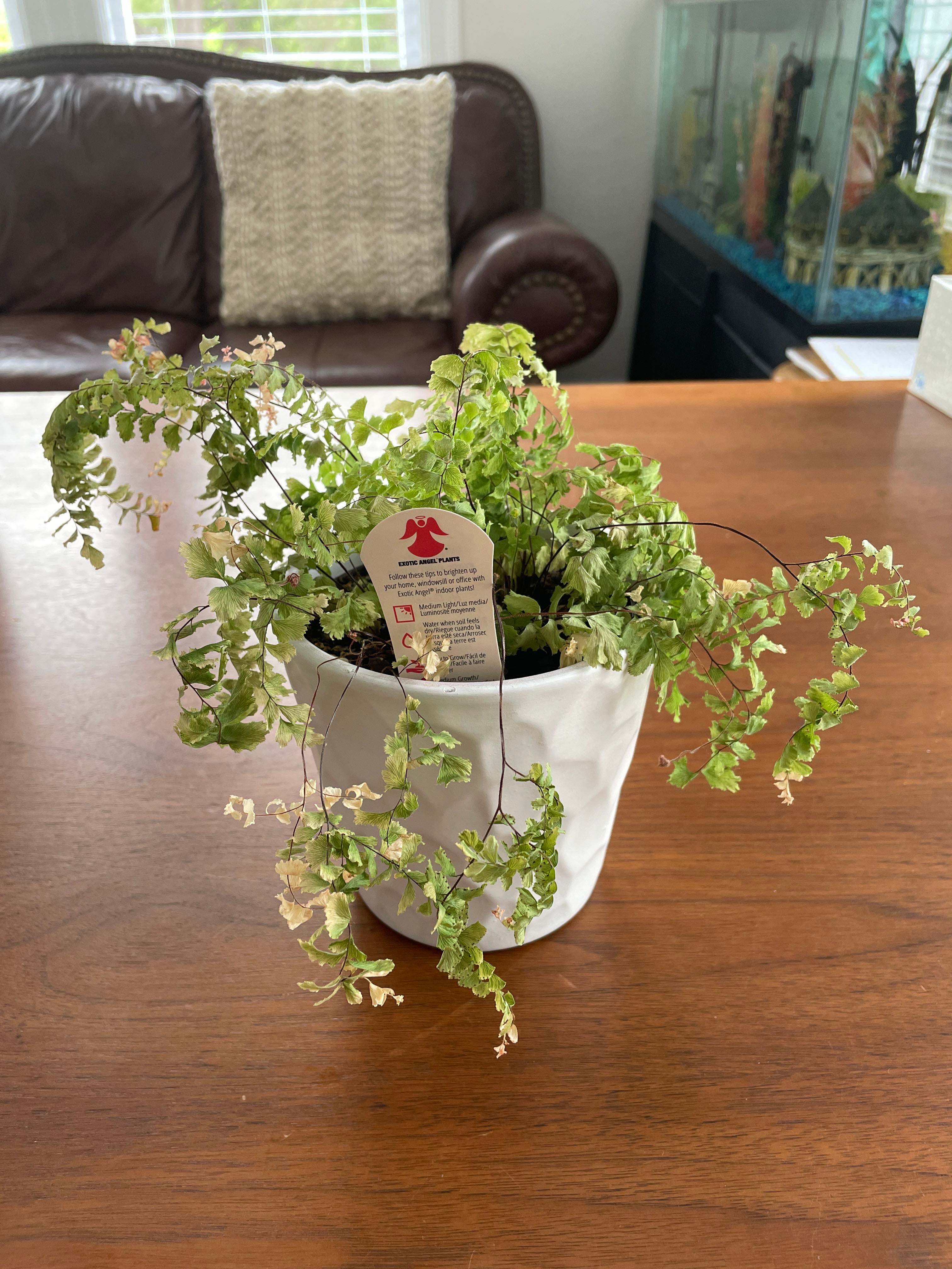 How to Care for Brittle Maidenhair Fern Mastering Water, Sunlight & More